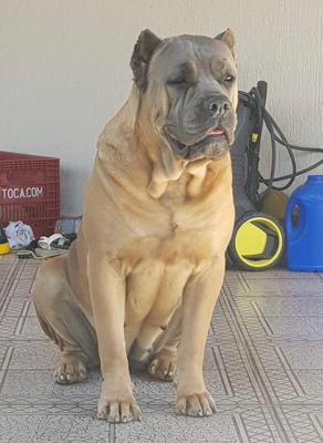 HERA CANE DEL CITTA