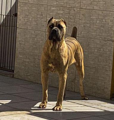 ROYCE DI FLORIPA ZUE STOCKLER