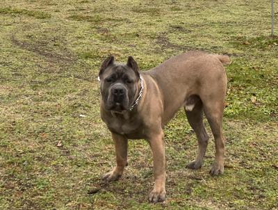 ITALICA'S BRAZIL BLUE