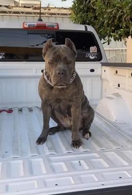 ZAMORA'S MOODY OF SOLTERO CANE CORSO