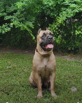 WALTON'S DARK NIGHT KODA