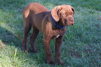 MASTIFF ACRES MARS
