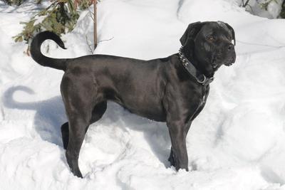 MASTIFF ACRES DIANNA