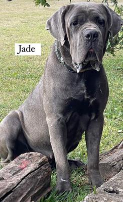 JADE J.B.M.P.N.