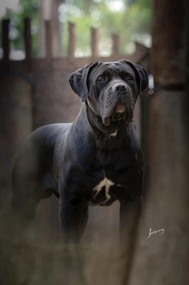 MINORU DEL CANE CLUB