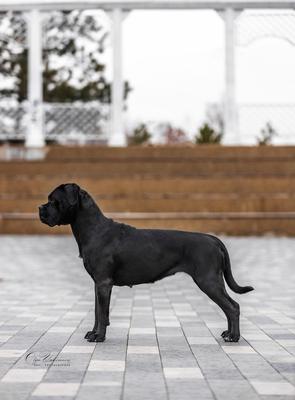YULIA'S DOGS ASAHI
