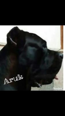 ARUK PRADO DI POLEZI