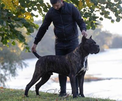 ARTUR LAMBORGHINI-CORSO-KENNEL