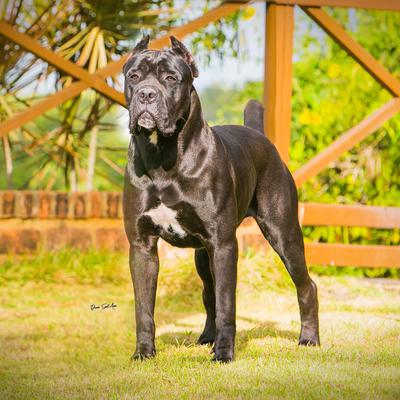 DONNA BARAO DEL CANE