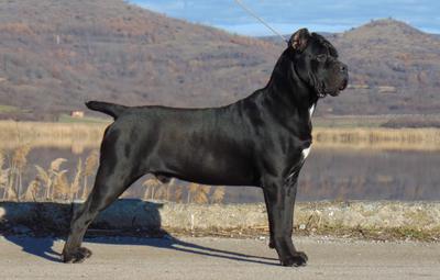BLACK JACK II