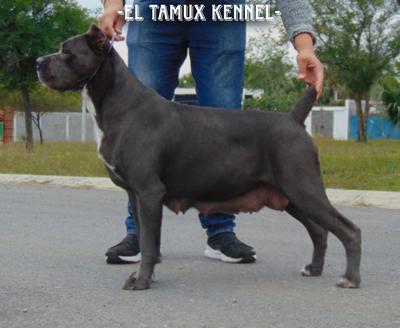 EL TAMUX VENECIA (CARRILLO)