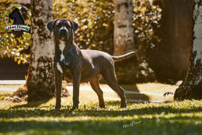 EMMA DEI CANE IMPERATORE
