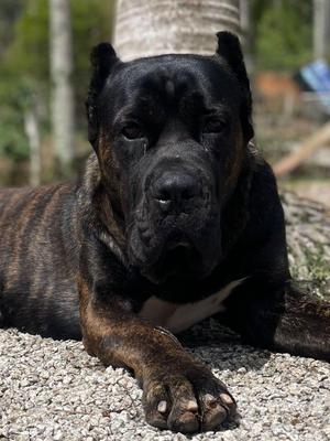 CESAR LAR DOS GUARDIOES