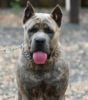CHERUBIM DI T CANE DOS TALARICO