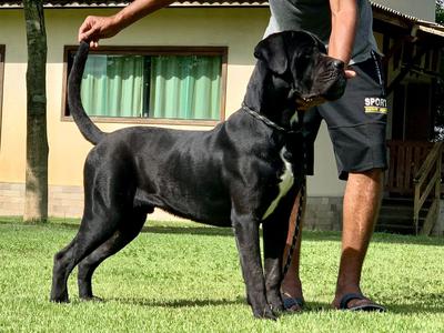 KNOCKOUT MANIMALS CORSO VG