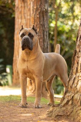 NICO DI T CANE DOS TALARICO