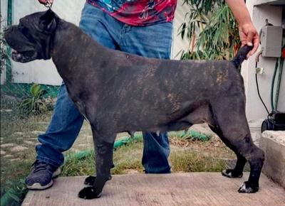 EL TAMUX SALEM (CARRILLO)