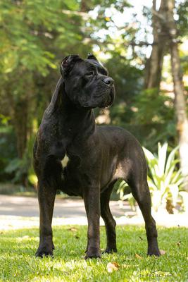 DAKOTA DEI CANE IMPERATORE