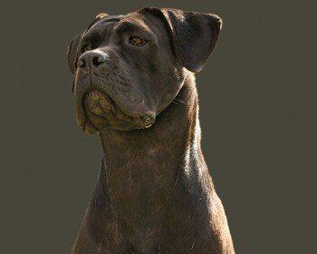 ISA DEI CANE IMPERATORE