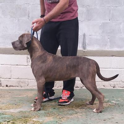 HADES DEI CANE IMPERATORE