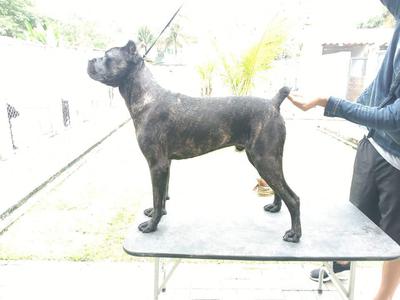 JOKER DEI CANE IMPERATORE