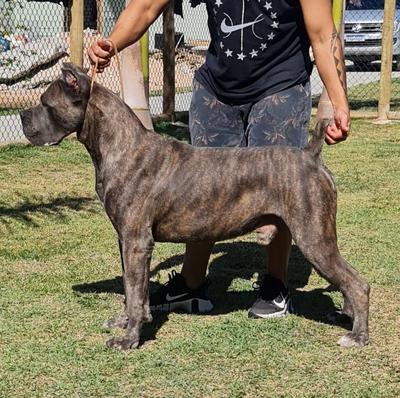 GREY DEI CANE IMPERATORE