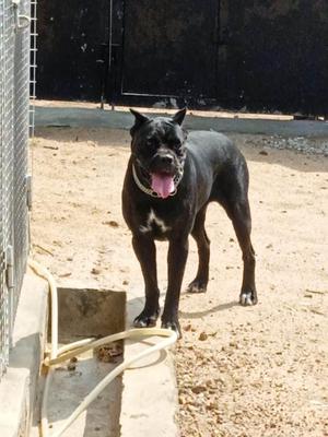 BIANKA DEL GVOZDENOFF KENNEL