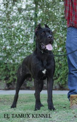THOR (ALVARADO)