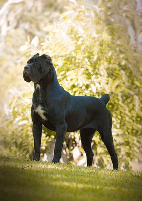 NALA MARQUES D ITALIA