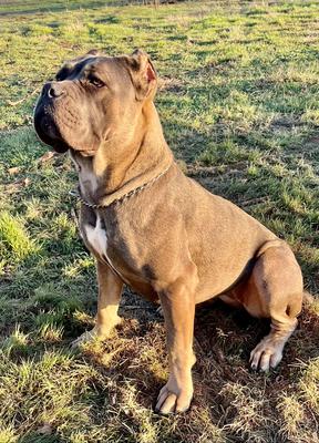 NALA THE GREAT AWAKENING