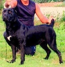 YAKUZA DEL CANE CLUB