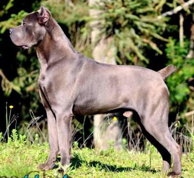 OSS DEL CANE CLUB
