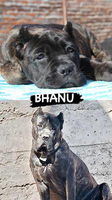 BHANU CASA DE MASTINES