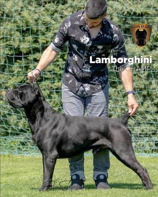 LAMBORGHINI CORSO SEMIZ-KI-MA