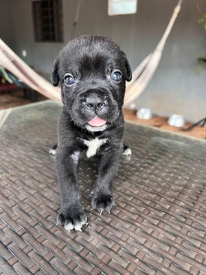 THOR PIENLUTI