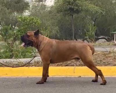 X BRUTUS (GALVAN)