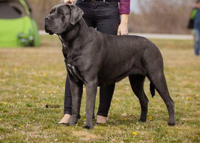 DARK DIAMOND FRECCIA AL CUORE
