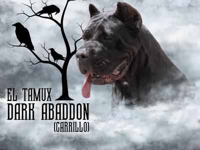 EL TAMUX DARK ABADDON (CARRILLO)
