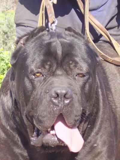 NERONE DETTO BLACK