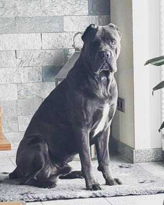 AXEL MAXIMA GLORIA