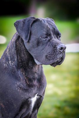 BIG SCHARO DEL ESTANICO KENNEL
