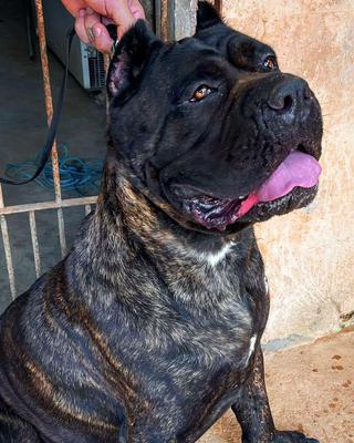 GAIA DI T CANE DOS TALARICO