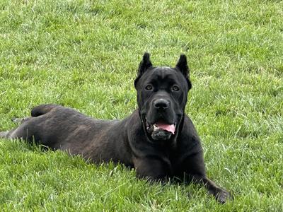 SCANDIFIO'S THE LADY OF LA "KOBE" DI CURRIE FARMS