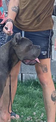 ANUBIS