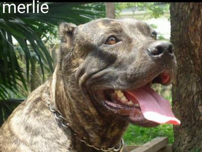 MARLIE