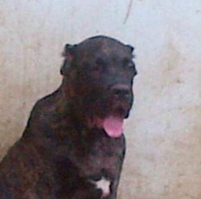 SHEILLA SUBLIME KENNEL