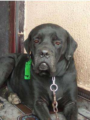 BEAUTY YOMEX KENNEL