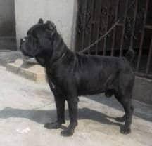 MANGE YOMEX KENNEL