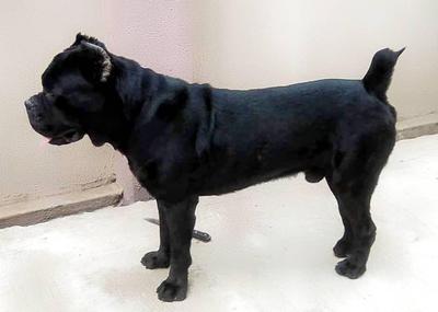 BIG SHOW COSMOS VILLA KENNEL