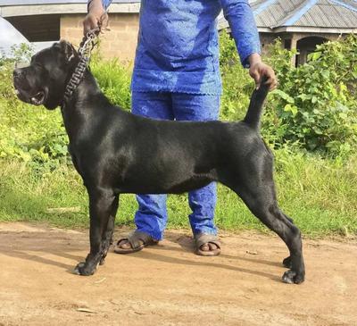 GUCCI COSMOS VILLA KENNEL